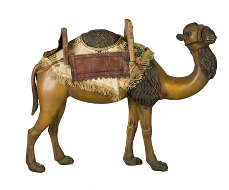 
Dromedary