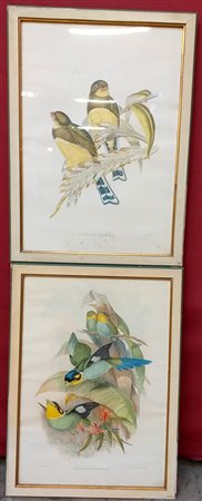 Coppia di litografie inglesi a colori raffiguranti esemplari di pennuti (cm 55x