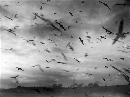 Mario Giacomelli Gabbiani 1980 ca.

Stampa fotografica vintage alla gelatina sal