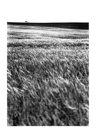 Fulvio Roiter Isola di Madeira - Portogallo 1963

Stampa fotografica vintage all