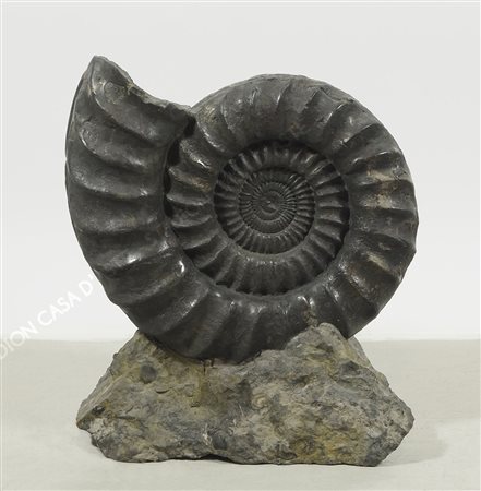 Conchiglia di ammonite scura. H. cm. 44.