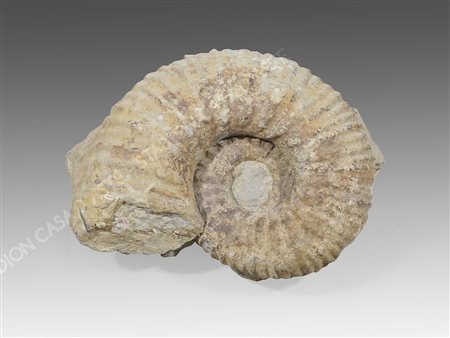 Conchiglia di ammonite chiara. H. cm. 36.