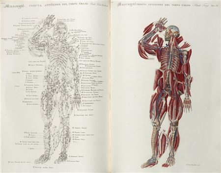 MASCAGNI, Paolo (1752-1815) - Anatomia universale, rappresentata con tavole in