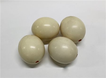 Lotto composto da quattro uova di struzzo di misure diverse (lievi difetti)