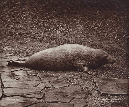 Gambier Bolton Seal 1890 ca.

Stampa fotografica vintage al carbone.
Nome del fo