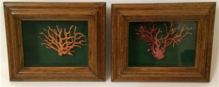 Lotto composto da due rametti in corallo in teca (cm 25x30) (lievi difetti)