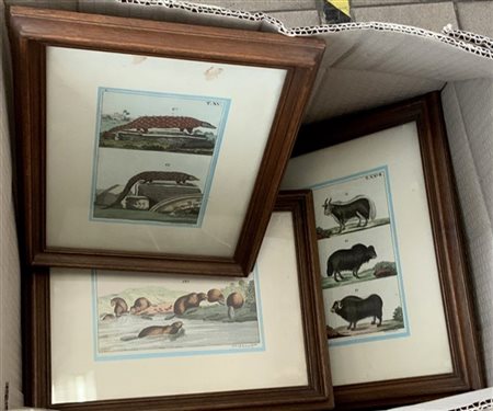 Cartone contenente numerose incisione del secolo XIX raffiguranti animali e pae