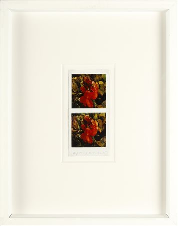 MAURIZIO GALIMBERTI BiFlowers.