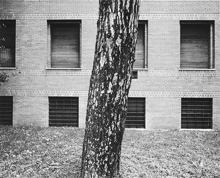 Mimmo Jodice (1934)  - Untitled (tree trunk), anni 1980