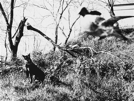 Mario Giacomelli (1925-2000)  - Luigi, ti racconto il cane nero, 1996