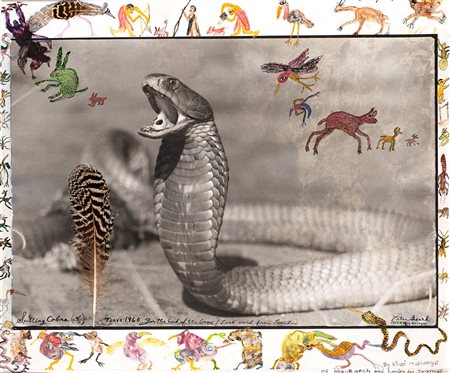 Peter Beard (1938)  - Spitting Cobra, Tsavo, 1960