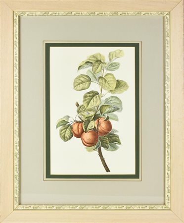 STAMPA A COLORI SU CARTA raffigurante un ramo di pesco con frutti, da...