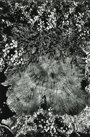 Mario De Biasi (1923-2013)  - Il ceppo e l'erica, anni 1960