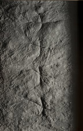 Antonio Biasucci (1961)  - Pane, 1991