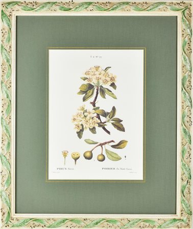 STAMPA A COLORI SU CARTA raffigurante Pyrus Sinai, da un'incisione antica a...
