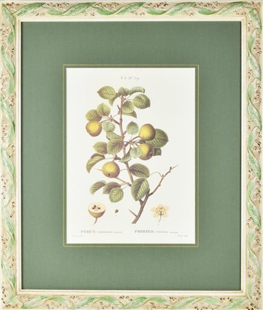 STAMPA A COLORI SU CARTA raffigurante Pyrus Communis, da un'incisione antica...