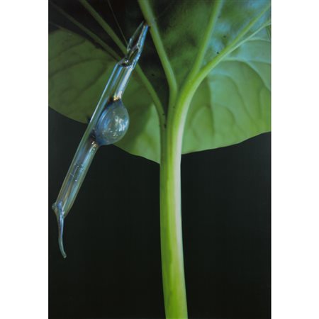 Davide Sebastian Roma 1981 100x70 cm. "Composizione", 1990, fotografia su...