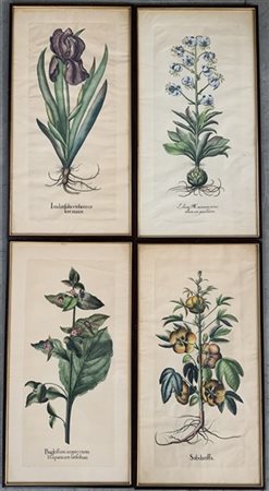 Gruppo di quattro incisioni acquerellate a soggetto botanico (foglio cm 58x30)