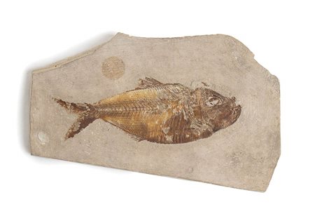 FOSSILE DI PESCE OSSEO DIPLOMYSTUS<br>Nord America, Eocene