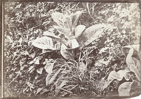 Carlo Baldassarre Simelli Dettaglio di piante 1865 ca.

Stampa fotografica vinta
