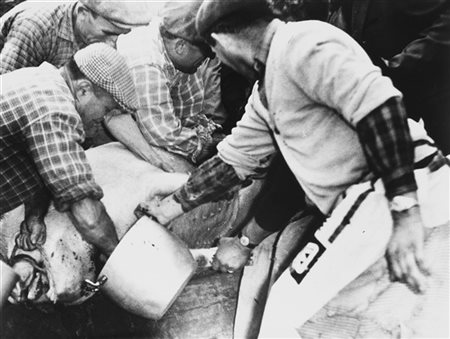 Mario Giacomelli La buona terra (l'uccisione del maiale) 1964

Stampa fotografic