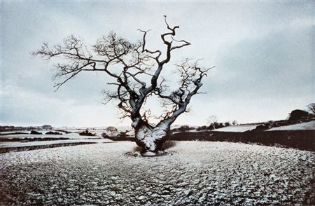 Frank Horvat Portraits of trees 1979

Stampa fotografica vintage a colori Dye-tr