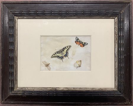 Ignoto "Farfalle" acquerelli su pergamena (circa cm 13x18 ). In cornice (difett