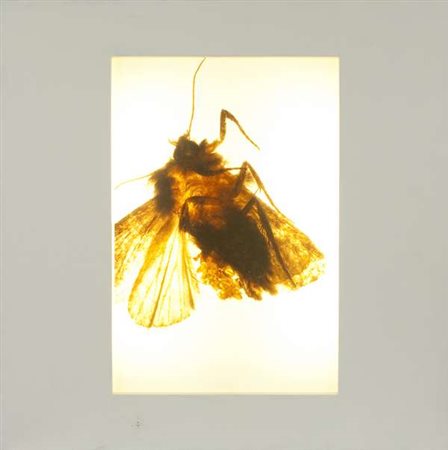 Mat Collishaw Senza titolo light box, cm. 60x60x12 Certificato di autenticità...