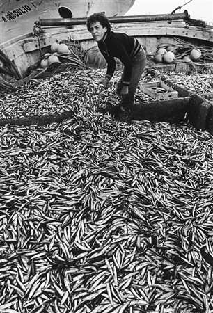 Luciano D'Alessandro (1933-2016)  - Pesce azzurro. Porto Garibaldi, Ferrara, 1973