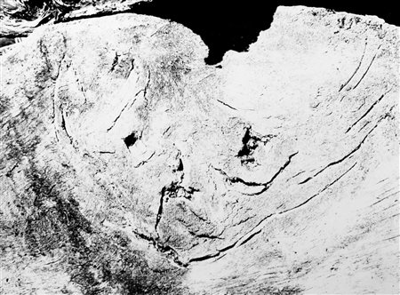 Mario Giacomelli (1925-2000)  - Ritratto del Poeta. "FIGURA" motivo suggerito dal taglio dell'albero, 1968