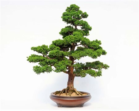 CRYPTOMERIA JAPONICA