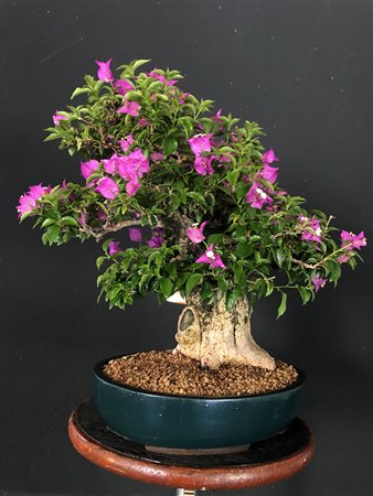 BOUGANVILLEA GLABRA