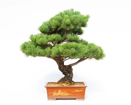 PINUS PENTAPHYLLA