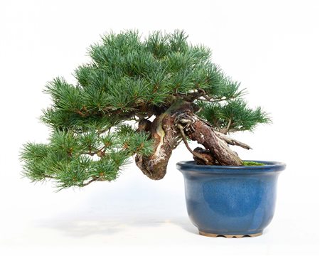 PINUS PENTAPHYLLA