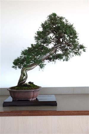 Vaso bonsai gres ovale 49 cm., 84,00 €