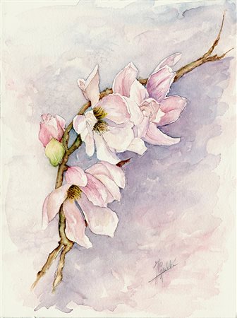 Franca Grulli, Magnolia stellata, 2020
