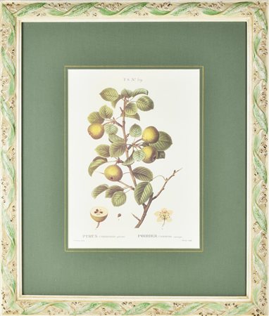STAMPA A COLORI SU CARTA raffigurante Pyrus Communis, da un'incisione antica...