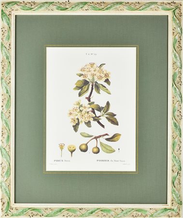 STAMPA A COLORI SU CARTA raffigurante Pyrus Sinai, da un'incisione antica a...