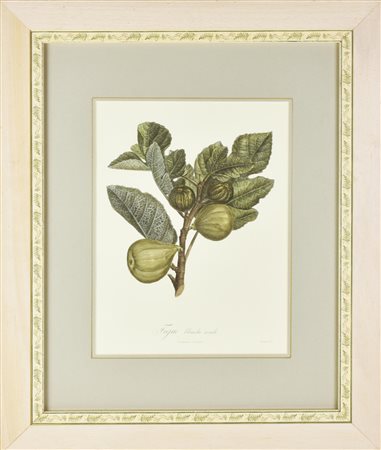 STAMPA A COLORI SU CARTA raffigurante Figue, da un'incisione antica a firma...