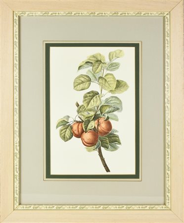 STAMPA A COLORI SU CARTA raffigurante un ramo di pesco con frutti, da...