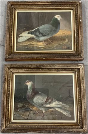 Coppia di stampe a colori raffiguranti piccioni realizzate su cartone a rilievo