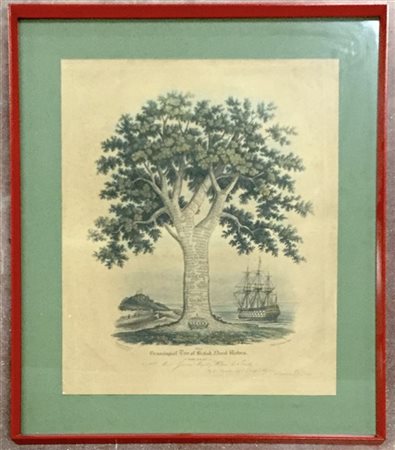 Incisione a colori del secolo XIX intitolata "Genealogical Tree of British Nava
