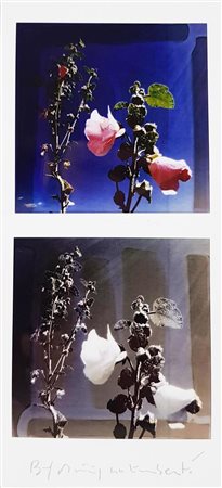 GALIMBERTI MAURIZIO Como 1956 "biflowers" 