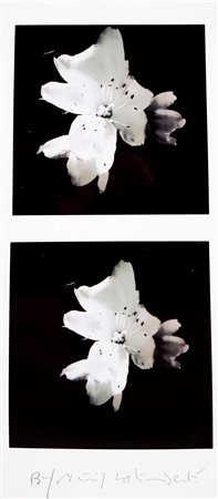 GALIMBERTI MAURIZIO Como 1956 "biflowers" 