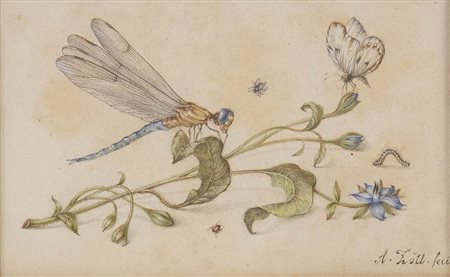 Disegno naturalistico con libellula, farfalla e altri insetti su rametto di anemone blanda