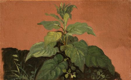 Johann Jakob Frey (Basilea 1813-Frascati 1865)  - Due studi di vegetazione