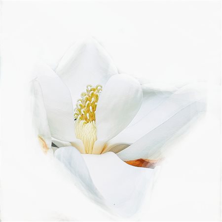 Caterina Codato - PopWhiteMagnolia2 