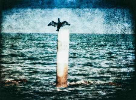 SUSANNA CERETTI (1958) - Cormorano, 2012