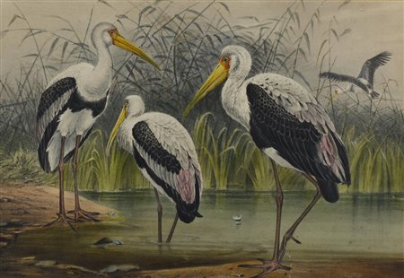 Cosmarino Bennetti CICOGNE stampa su carta, cm 28x40,5