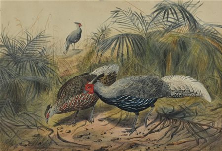 Cosmarino Bennetti FAUNA stampa su carta, cm 28x40,5